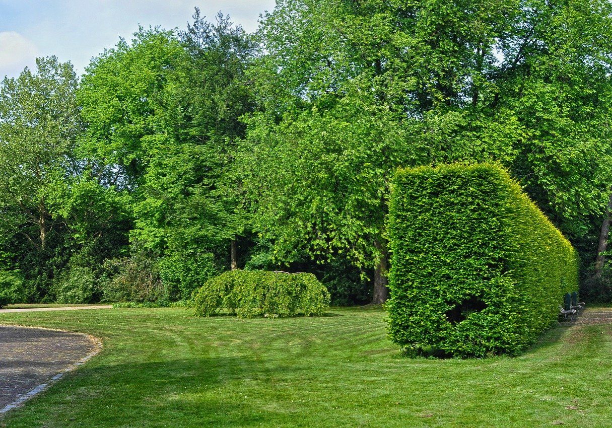 urban-park-3410146_1280-landscape TREE WORK